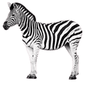 Animal Zebra