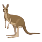 Kangaroo