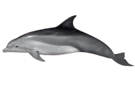 Dolphin