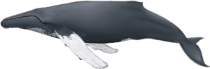 Whale