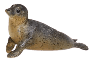 Seal