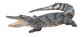 Crocodile