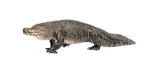 Alligator