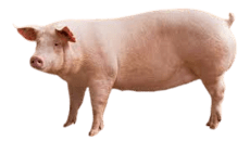 Pig 