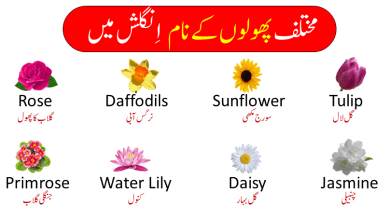 55 Names Of Flower In English And Urdu With Pictures and info about why flowers are important for our Environment.