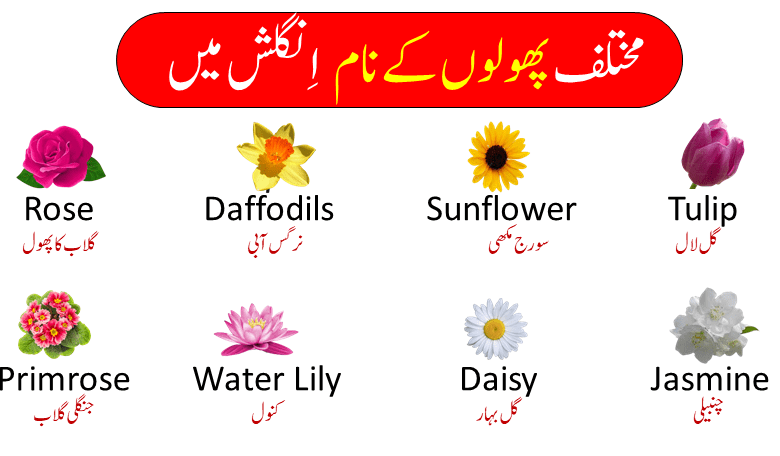 55 Names Of Flower In English And Urdu With Pictures and info about why flowers are important for our Environment.