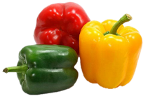 Capsicum