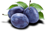 Plum prune