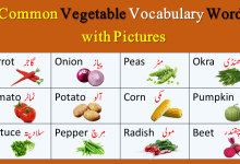 Common Vegetable Vocabulary Words In with simple explanation