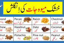 Common Dry Fruits Vocabulary Words In English and Urdu With Pictures
